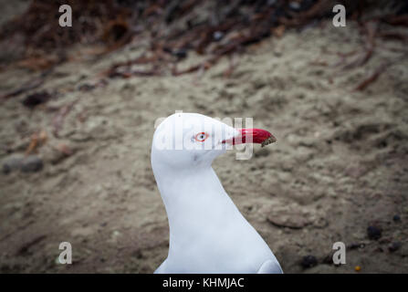 Sehenswürdigkeiten entlang der Strand in einer abgeschiedenen Bucht, Südinsel, Neuseeland: Stockfoto