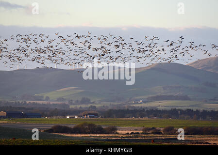 Kinross, Schottland, Vereinigtes Königreich, 18. November 2017. Hunderte von rosa-Gänse fliegen über Loch Leven Naturschutzgebiet in der Abendsonne, mit Windkraftanlagen im Hintergrund © ken Jack/alamy leben Nachrichten Stockfoto