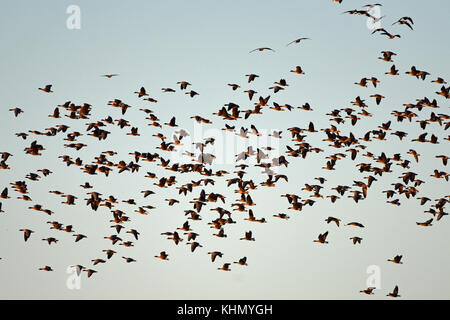 Kinross, Schottland, Vereinigtes Königreich, 18. November 2017. rosa-Gänse fliegen über Loch Leven Naturschutzgebiet in der Abendsonne, © ken Jack/alamy leben Nachrichten Stockfoto