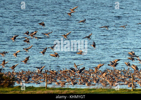 Kinross, Schottland, Vereinigtes Königreich, 18. November 2017. rosa-Gänse landen auf Loch Leven in der Abendsonne, © ken Jack/alamy leben Nachrichten Stockfoto