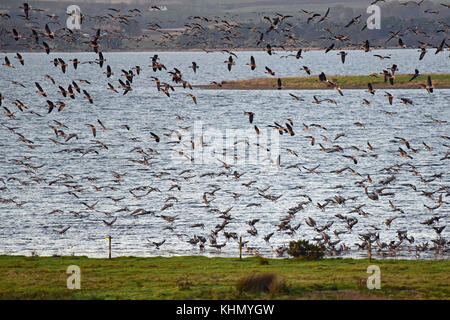 Kinross, Schottland, Vereinigtes Königreich, 18. November 2017. rosa-Gänse kommen an Loch Leven Naturschutzgebiet zu landen, © ken Jack/alamy leben Nachrichten Stockfoto