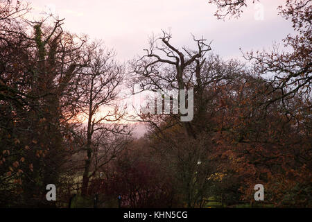 Black Torrington, Großbritannien. 19 Nov, 2017. Sonnenaufgang über Black Torrington in Devon. Credit: Keith Larby/Alamy leben Nachrichten Stockfoto