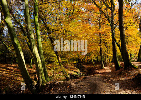 Gemeinsame Buche (Fagus sylvatica) Wald in Deutschland, Europa Stockfoto