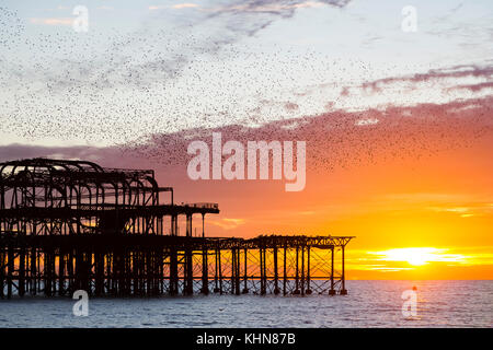 Brighton, UK. Starling murmurations bei Sonnenuntergang über verlassene West Pier von Brighton. Stockfoto