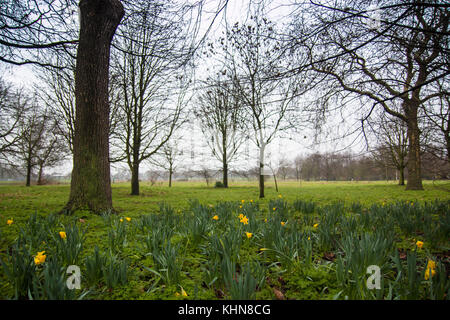 Gelbe Narzissen am Regent's Park, London. Stockfoto