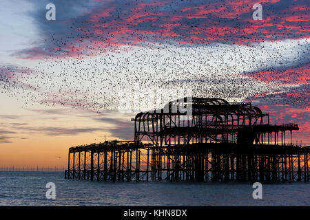 Brighton, UK. Starling murmurations bei Sonnenuntergang über der verlassenen Brighton West Pier. Stockfoto