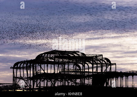 Brighton, UK. Starling murmurations bei Sonnenuntergang über der verlassenen Brighton West Pier gegen lila Himmel bei Sonnenuntergang. Stockfoto