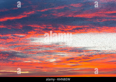 Brighton, UK. Spektakuläre Starling murmuration vor der feurig roten Wolken. Stockfoto