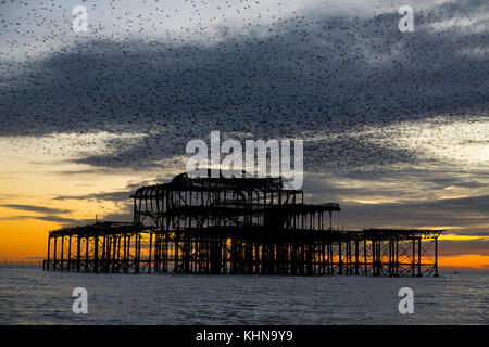 Brighton, UK. Starling murmurations bei Sonnenuntergang über der verlassenen Brighton West Pier. Stockfoto