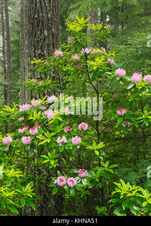 Pacific Rhododendron in voller Blüte, (r. macrophyllum), Wilde, Mt. Walker, Washington Stockfoto