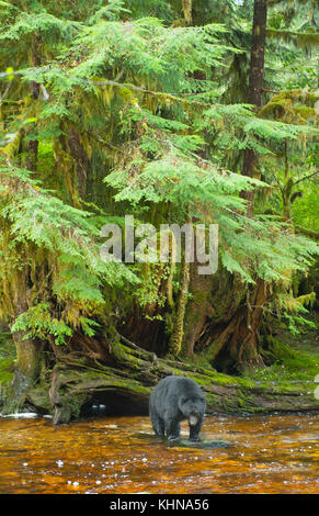 Amerikanischer Schwarzbär (Ursus americanus), gribble Island, Great Bear Rainforest, BC Kanada - schwarze Form von Spirit Bear" Bevölkerung Stockfoto