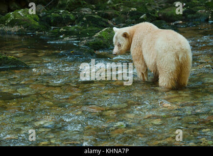 Kermode oder "Spirit" Bär (Ursus americanus kermodei), weiße Form der amerikanische Schwarzbär, Great Bear Rainforest, BC Kanada Stockfoto