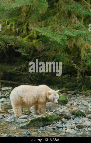 Kermode oder "Spirit" Bär (Ursus americanus kermodei), weiße Form der amerikanische Schwarzbär, Great Bear Rainforest, BC Kanada Stockfoto