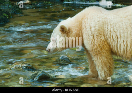 Kermode oder "Spirit" Bär (Ursus americanus kermodei), weiße Form der amerikanische Schwarzbär, Great Bear Rainforest, BC Kanada Stockfoto