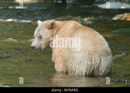 Kermode oder "Spirit" Bär (Ursus americanus kermodei), weiße Form der amerikanische Schwarzbär, Great Bear Rainforest, BC Kanada Stockfoto