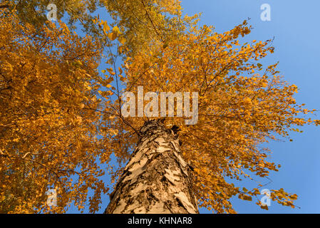 Ansicht von unten am Stamm und goldenen Laub der hohe Birke ein Hintergrund der blauen Himmel im Herbst Stockfoto