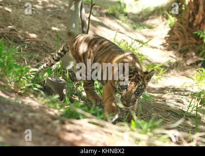 Im San Diego Zoo Safari Park spielt ein kürzlich geretteter Baby-Tiger mit Kuscheltieren. Das Jungtier wurde erfolglos über die Otay Mesa Grenze zwischen Mexiko und den Vereinigten Staaten geschmuggelt. US-Zollbeamte arbeiteten mit dem Safari Park zusammen, um ein Zuhause für das schnell wachsende Jungtier zu finden. Mit: Tiger Cub, wo: San Diego, Kalifornien, USA Wann: 15 Okt 2017 Credit: Tony Forte/WENN Stockfoto