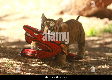 Ein kürzlich gerettet Baby Tiger spielt mit ausgestopften Tieren im San Diego Zoo Safari Park. Das Jungtier war un-erfolgreich über die Otay Mesa Grenze zwischen Mexiko und den Vereinigten Staaten geschmuggelt. US-Zoll Agenten mit den Safari Park gearbeitet, um ein Haus für die schnell wachsenden Cub zu finden. mit: Tiger Cub wo: San Diego, Kalifornien, Vereinigte Staaten, wenn: 15 Okt 2017 Credit: Tony forte/wann Stockfoto