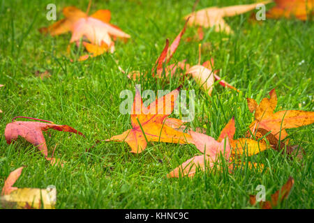 Herbst Ahorn Blätter auf einem grünen Rasen im Herbst in colordul warmen Farben Stockfoto