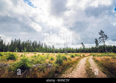 Straße durch einen Wald Clearing mit Pinien und hohes Gras in trüben Wetter im Sommer Stockfoto