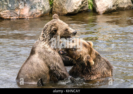 Zwei Bären in einem Fluss kämpfen mit ruhigem Wasser im Sommer Stockfoto