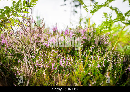 Heather in blühenden violette Farben auf einem Feld im Sommer Stockfoto