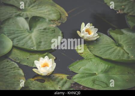 White Lily Blumen in ruhigen und dunklen Wasser mit großen grünen Blättern schwimmt auf dem Wasser Stockfoto