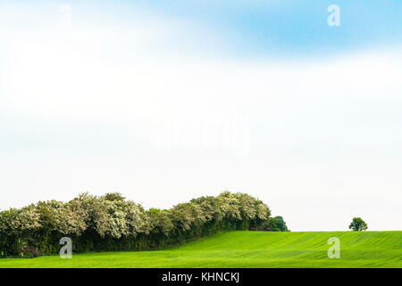 Landschaft mit blühenden Bäumen im Frühjahr und ein einsamer Baum auf einem Feld mit blauem Himmel Stockfoto
