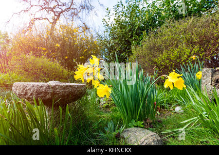 Garten im Frühling mit blühenden gelben Narzissen in der Morgensonne Stockfoto