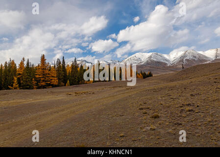 Schönen Herbst Landschaft mit gelben und grünen Nadelwald, unbefestigte Straße und Hügel auf dem Hintergrund der schneebedeckten Berge und Himmel mit Wolken Stockfoto