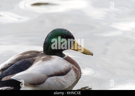 Stockente am Connaught Wasser Stockfoto