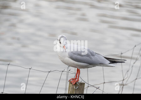 Möwe auf Post am Connaught Wasser sitzen Stockfoto