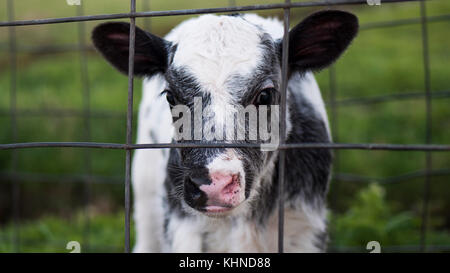 Junges Kalb hinter Zaun in grünem Weideland Stockfoto