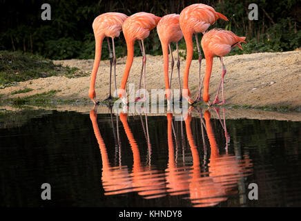 Karibik rosa Flamingos Fütterung. Stockfoto