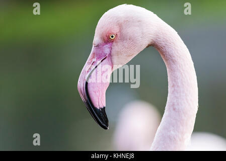 Rosaflamingos Stockfoto