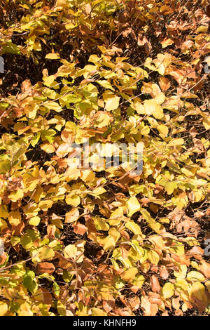 Die herbstlich goldenen Farbtöne der Laubbäume buche Hedge. Stockfoto