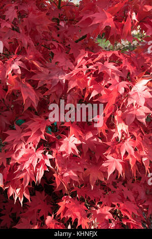 Feurig roten Schattierungen von Acer palmatum 'Osakazuki' Stockfoto