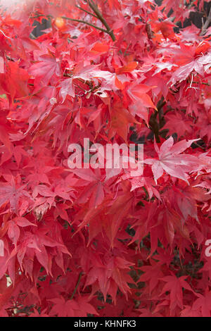 Feurig roten Schattierungen von Acer palmatum 'Osakazuki' Stockfoto