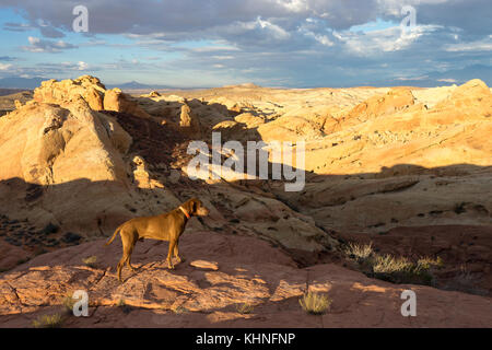 Vizsla Hund bei Sonnenuntergang im Tal des Feuers Nevada usa Stockfoto