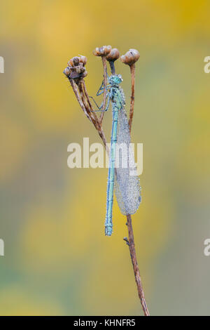 Schöne Natur Szene mit Libelle. Dragonfly in der Natur Lebensraum. Stockfoto