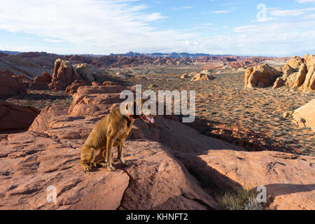 Hund sitzt auf dem roten Felsen im Tal des Feuers Stockfoto