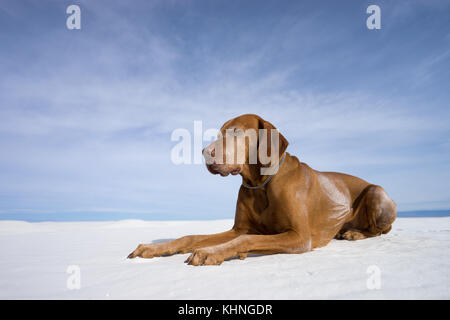 Hund in White Sands Wüste new mexico usa verlegen Stockfoto