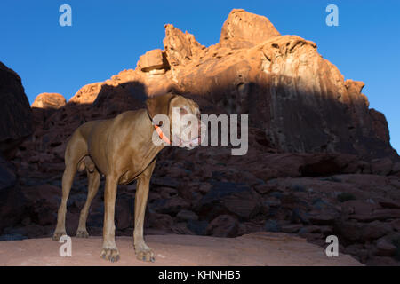 Vizsla Hund im Tal des Feuers Nevada Stockfoto