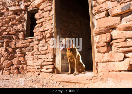 Hund im Eingang der verlassenen Stein Gebäude im Tal des Feuers sitzen Stockfoto