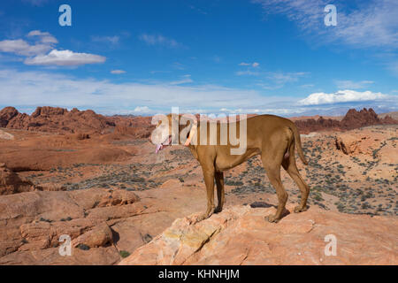 Vizsla Hund im Tal des Feuers Stockfoto