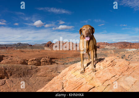 Hund in Red Rock Wüste Stockfoto