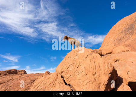 Hund auf Felsen im Tal des Feuers Nevada sitzen Stockfoto