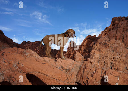 Zeiger Hund stehend auf Red Rock Cliff draußen im Tal des Feuers Nevada Stockfoto