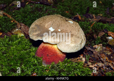 Satans bolete oder Devil's boletus Satanas (rubroboletus) ist die einzige gefährlich giftig britischen bolete. Vor allem im Süden Englands in der Nähe der Buche gefunden. Stockfoto