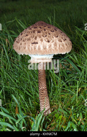 Macrolepiota procera, gemeinhin als Sonnenschirm Pilz bekannt, ist ziemlich allgemein in Weiden. Das ist einer unserer größten Fliegenpilzen - bis zu 40 cm hoch. Stockfoto